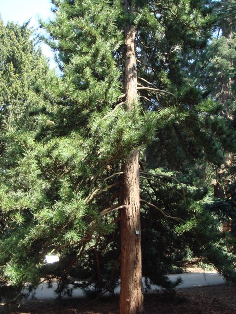 Sciadopitys verticillata